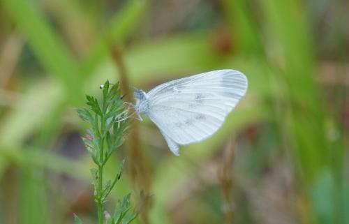 Leptidea sp.